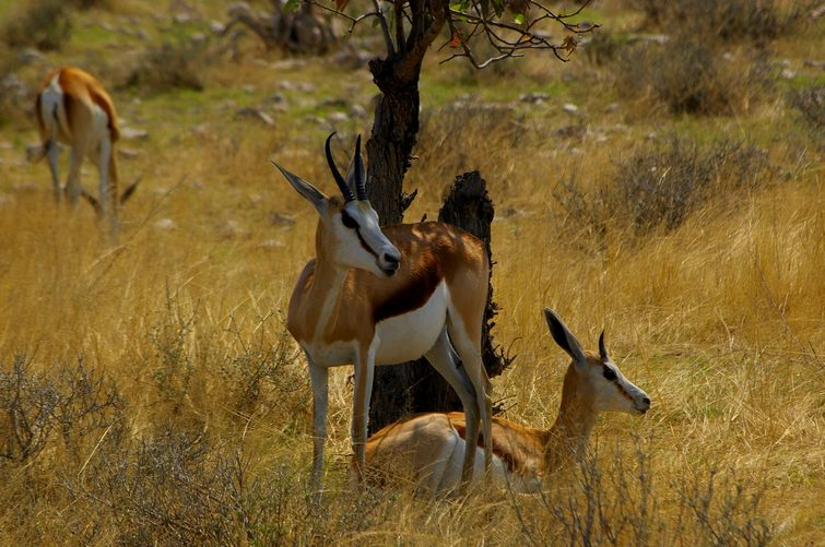 642 Namibia Okt 2006 .JPG
